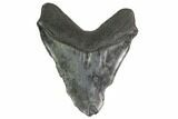 Bargain, Fossil Megalodon Tooth - Georgia #144322-2